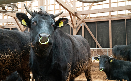 F8　宍粟牛 ステーキ セット（約1000ｇ）【 ステーキ 国産和牛 黒毛和牛 国産 3年肥育 牛肉 贈り物 BBQ キャンプ ご褒美 】