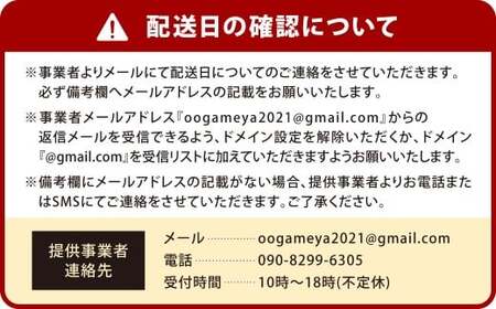 苔玉 ガジュマル -MOSS-  1点 観葉植物 ガジュマルの木 縁起の良い 多幸の樹 幸せを呼ぶ木 幸運 苔 玉 グリーン インテリア