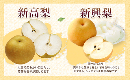 梨 吉野梨 約2kg おまかせ 梨
