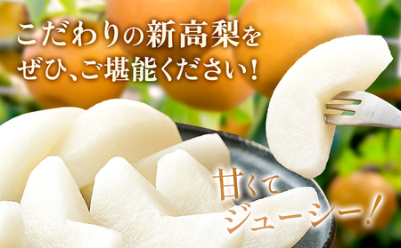 【2026年先行予約】新高梨 約10kg (12-32玉) 日本フルーツ株式会社《9月上旬-10月上旬頃出荷》熊本県 荒尾市 新高梨 梨 果物 フルーツ スイーツ デザート ギフト ご贈答