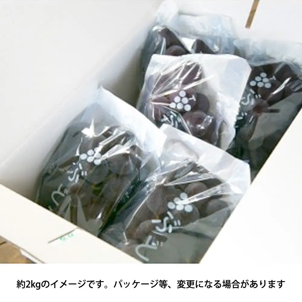 ［先行予約］巨峰 約2kg［朝採り］［葡萄・ぶどう］［種なしブドウ］［フルーツ・果物］［2026年8月下旬頃から順次発送］