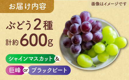 先行予約 訳あり種なしぶどう2種食べ比べ計約600g(シャインマスカット&巨峰orブラックビート)ぶどうシャインマスカットZFO004