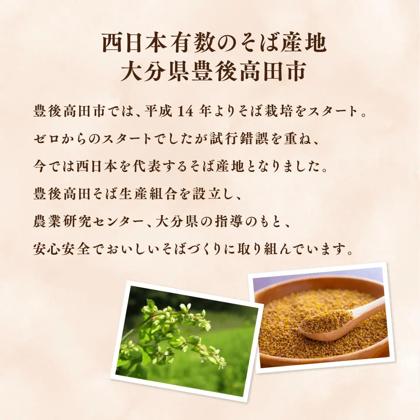 ティーバッグ 韃靼そば茶 (3g×10包)×10袋 | 豊後高田市 ティーバッグ
