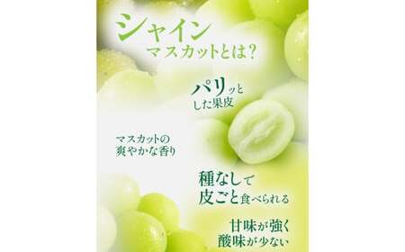 【岡山県産】 シャインマスカット 約600g 【2026年9月上旬〜11月下旬発送予定】 ／ ぶどう ブドウ 葡萄 マスカット 種なし 種無し フルーツ 果物 くだもの 果実