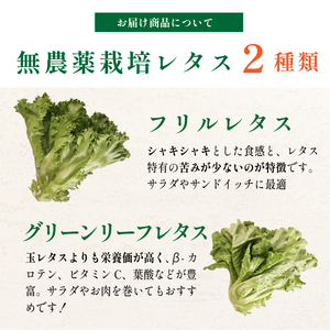 【無農薬野菜定期便 6回】 レタス  (2種 計1.3kg/回) 無農薬野菜  SUBSC-MBF004