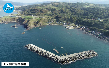 海洋牧場育ち養殖活蝦夷あわび（7.5㎝以上×12個）　活アワビ　鮑　海鮮　産地直送　魚介類　海の幸　おせち　エゾアワビ　冷蔵　アワビ　BBQ　バーベキュー　蝦夷鮑