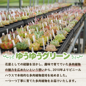 多肉植物 おまかせセット ＜9個＞ 6cmポット エケベリア アソート セット 観葉植物 インテリア 多肉 植物 ビザールプランツ 【ゆうゆうグリーン】ta552
