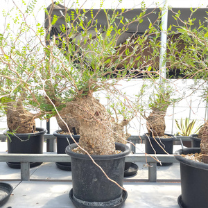 オペルクリカリア・パキプス「塊根植物の王様」(発根管理済) Z5｜観葉植物 コーデックス [0591]