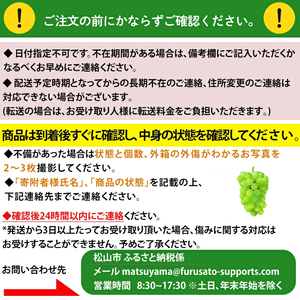 【先行予約】★8月下旬から発送★ 松山市産 シャインマスカット 1房 ピオーネ 1房のセット 計900g ぶどう 葡萄 フルーツ 果物 産地直送  期間限定 先行予約 くだもの ぶどう 葡萄 ブドウ 大粒 おすすめ 人気 旬 フルーツ【FA103】