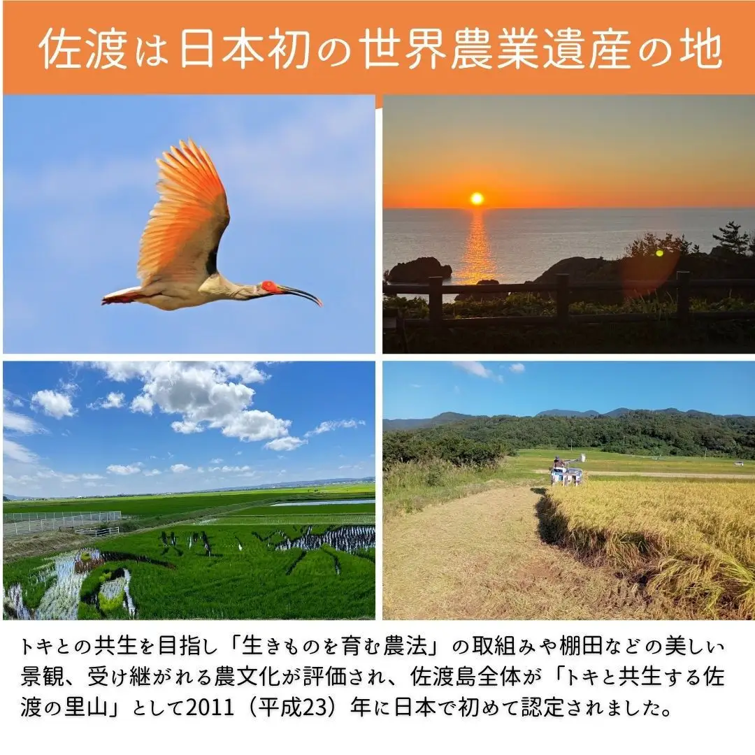 ＜定期便3回＞【令和７年産・数量限定】新潟県佐渡産の純粋コシヒカリ　精米【無洗米】5kg×3回　送料無料　R7年12月上旬～R8年2月上旬の3回送付