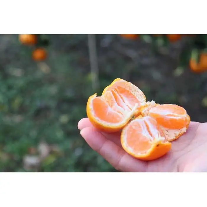 ［2026年3月以降順次発送］数量限定！店主にお任せ 無添加 柑橘ジャム140g×3個