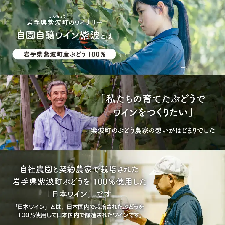 レプリゼント紫波 紅白2本セット (AL105) 【26/6限定】
