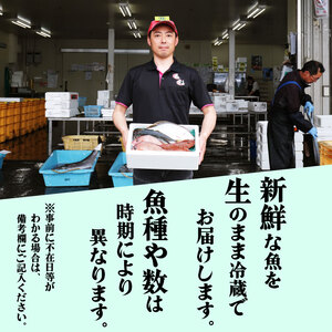 鮮魚便 獲れたて 5～8匹 刺し身 ＼ 刺し身 ／