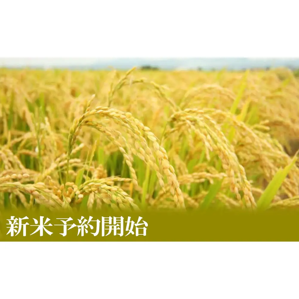 【令和8年産　新米予約】定期便６ヶ月【無洗米】5kg南魚沼しおざわ産コシヒカリ【定期便 銘柄米 ブランド米 無洗米 こしひかり コシヒカリ 魚沼産 新潟米 ごはん】【2026年10月上旬から1ヶ月以内に順次発送予定】