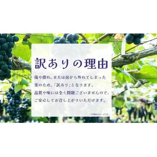 【 訳あり 】 巨峰 2kg 【2026年10月上旬発送開始】(茨城県共通返礼品：大子町)