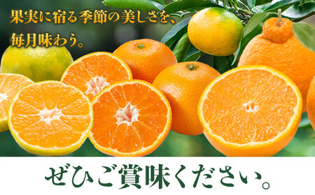 秀品 みかん 3ヶ月定期便 【ミニ：計8kg】 日本フルーツ株式会社《2026年10月上旬-12月末頃出荷》熊本県 長洲町 極早生みかん 温州みかん 葉付き 不知火 果物 フルーツ スイーツ デザート ギフト ご贈答