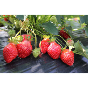 【復興支援】notono フローズンヨーグルト・アイスミルク詰合せ（6個入）