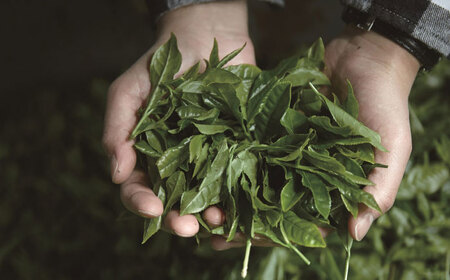 農家直送の緑茶・ほうじ茶 飲み比べセット [AZBP007] 茶
