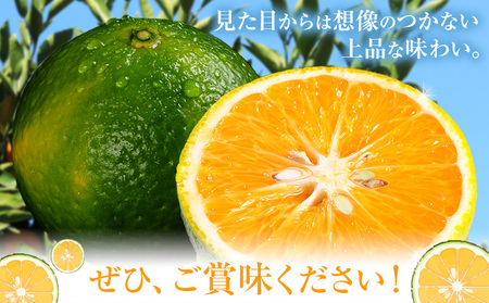 【先行予約】スイートスプリング5kg《2026年12月上旬-2027年1月下旬頃出荷予定》都呂々みかん
