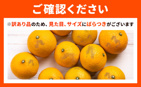 【先行予約】訳あり スイートスプリング 5kg 柑橘
