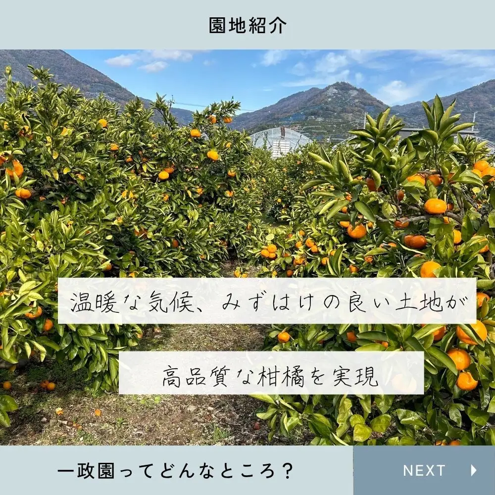 有田みかん 極早生  2.6kg（箱込み3kg） 訳あり S～Lサイズおまかせ  【2026年11月発送】
