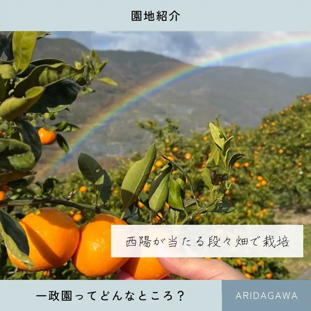 【ふるさと納税】【先行予約】 不知火 2kg 訳あり サイズ混合 柑橘 フルーツ  産地直送 お取り寄せ 送料無料