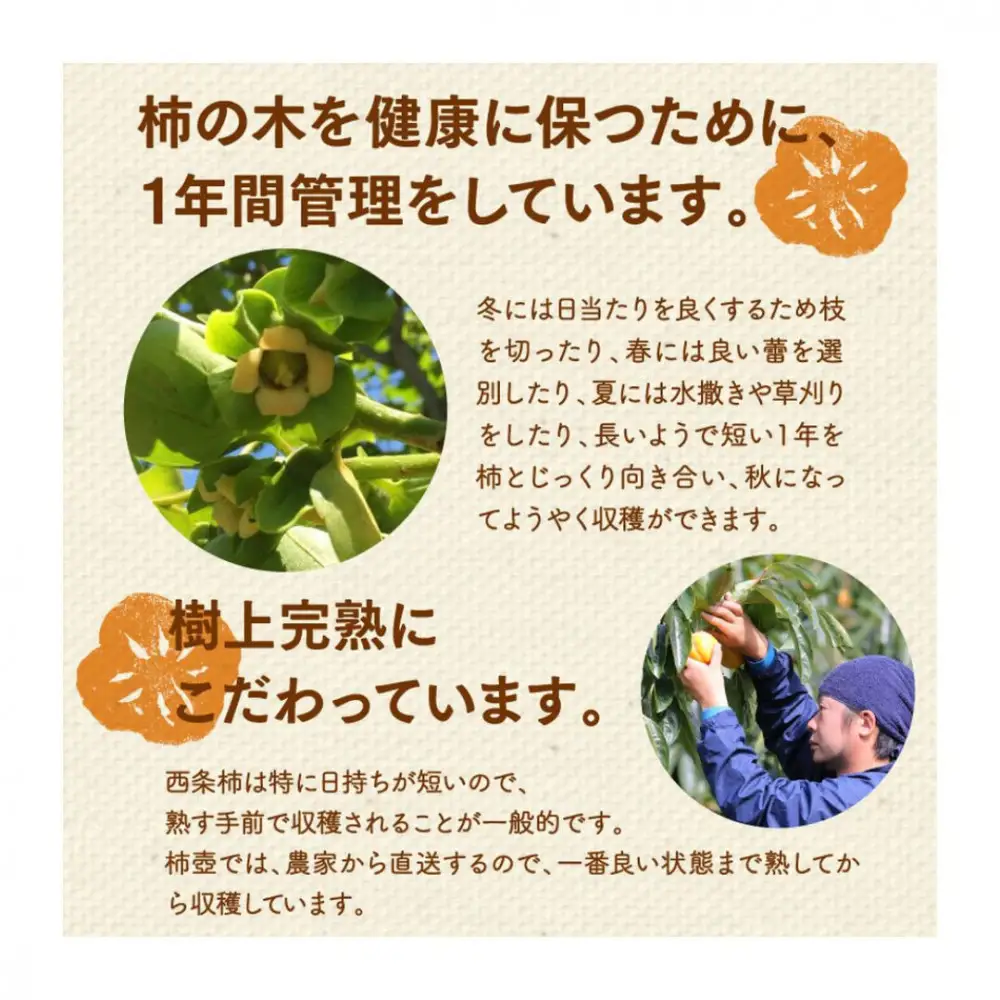 【柿専業の農家が作る】出雲産西条柿の干し柿