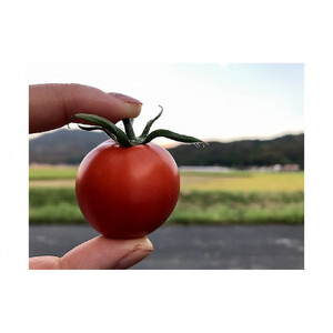 出雲の國からの贈り物～トマトを超えた超トマト２kg