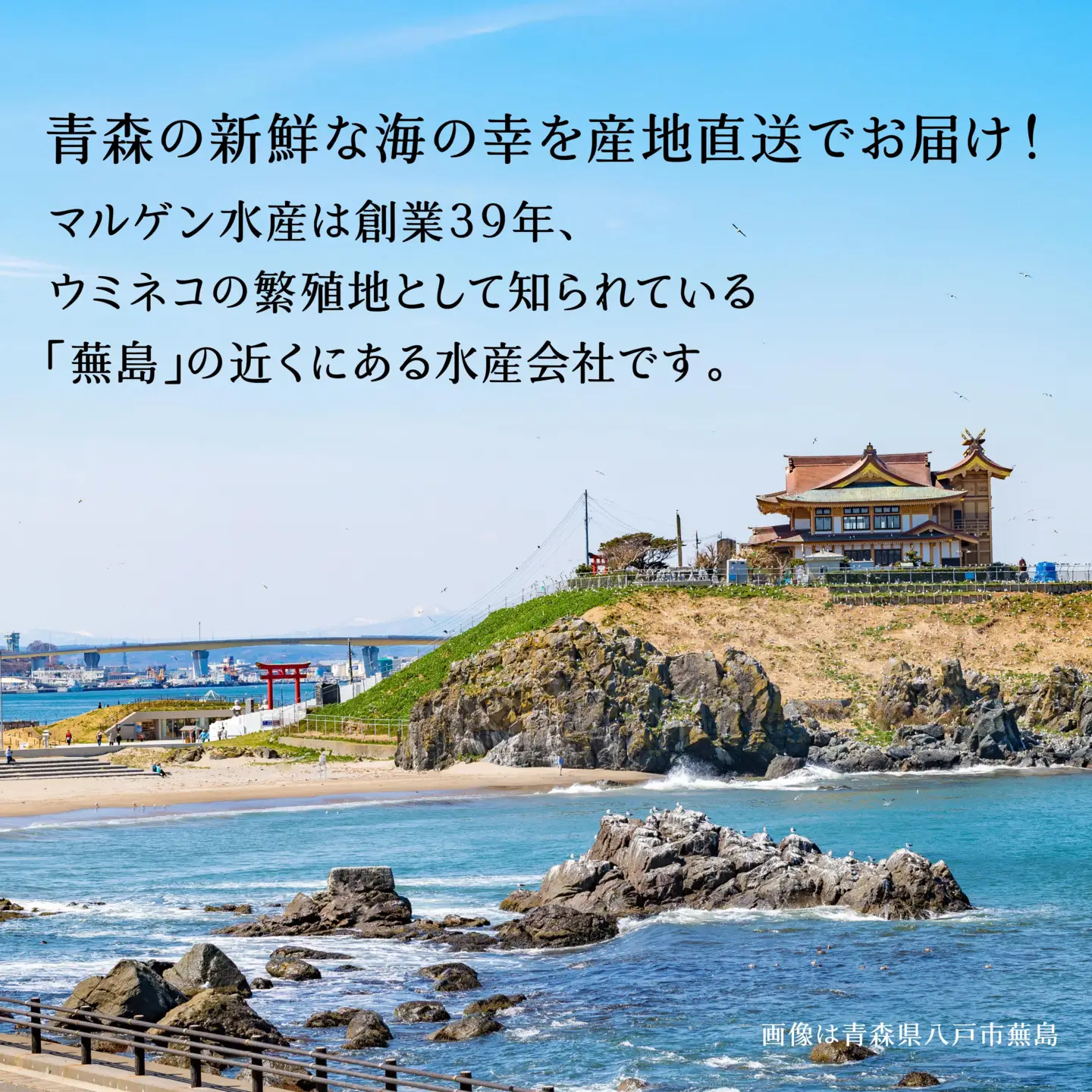 マルゲン水産 国産 いか一夜干し 〈2枚入〉×2パック 青森県八戸市