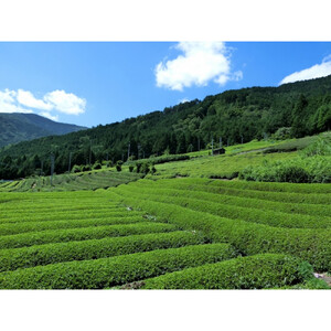 【たっぷり80個入り】静岡県産 深蒸し茶ティーバッグセット 毎日の緑茶習慣に。マグカップでも手軽に楽しめる高品質ティーバッグ