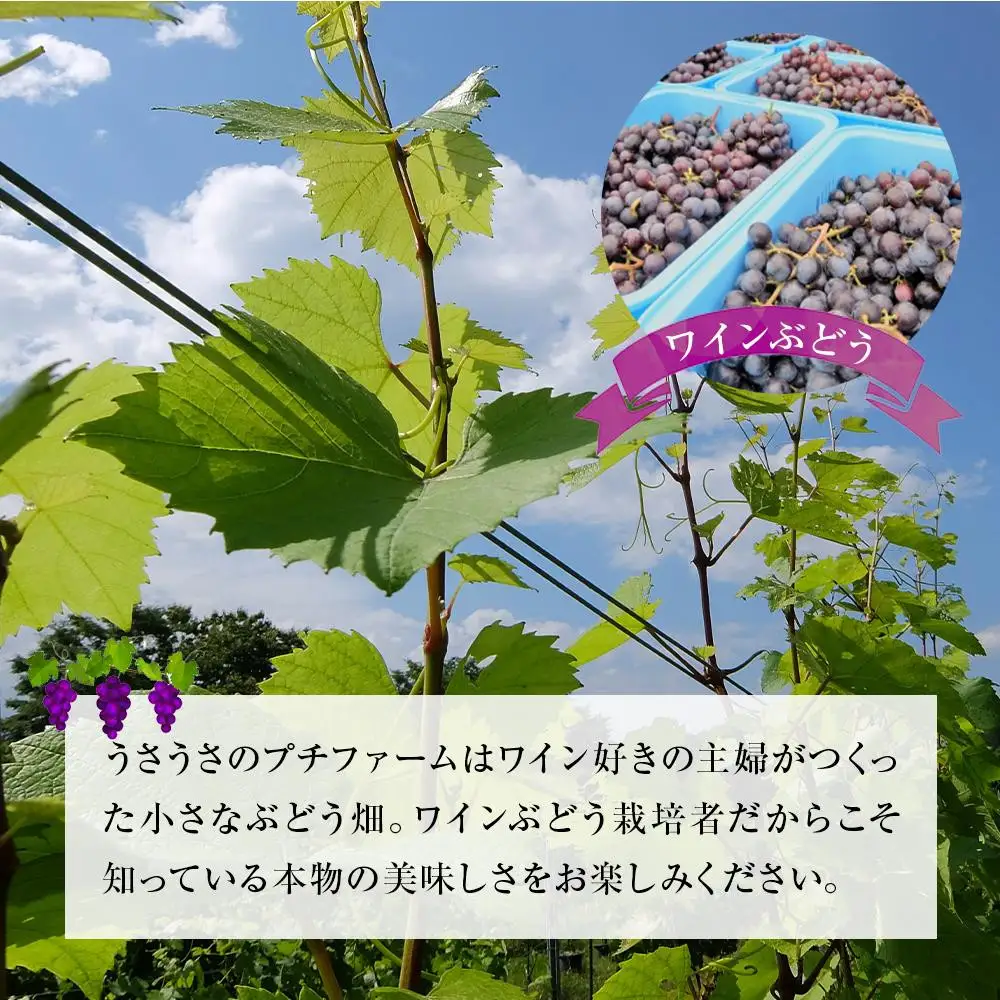 スパークリングワインセット 雪うさぎスパークリング&うさぎの泡ロゼ | 長野 信州