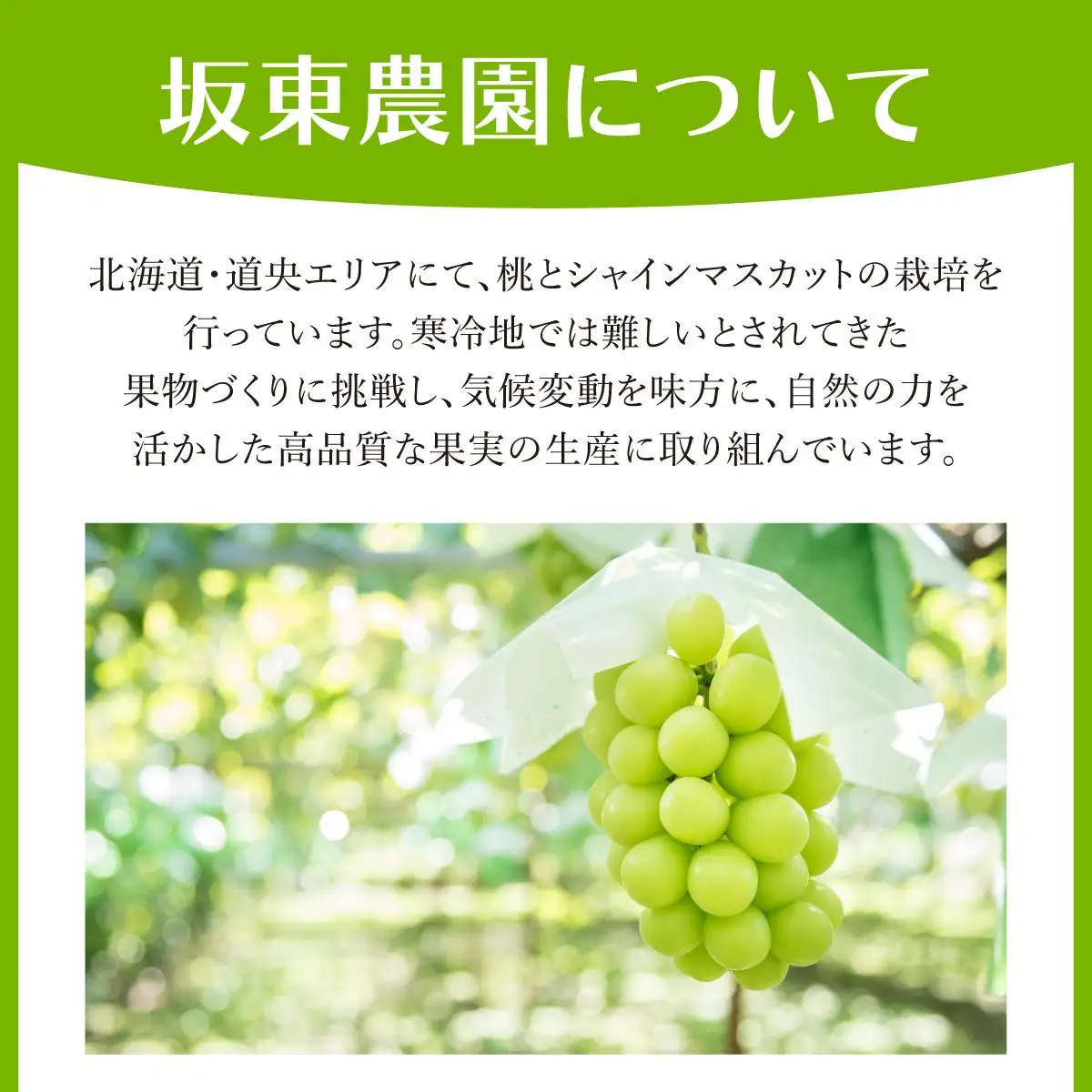 ＜先行予約＞シャインマスカット ５～7房（３kg以上）箱