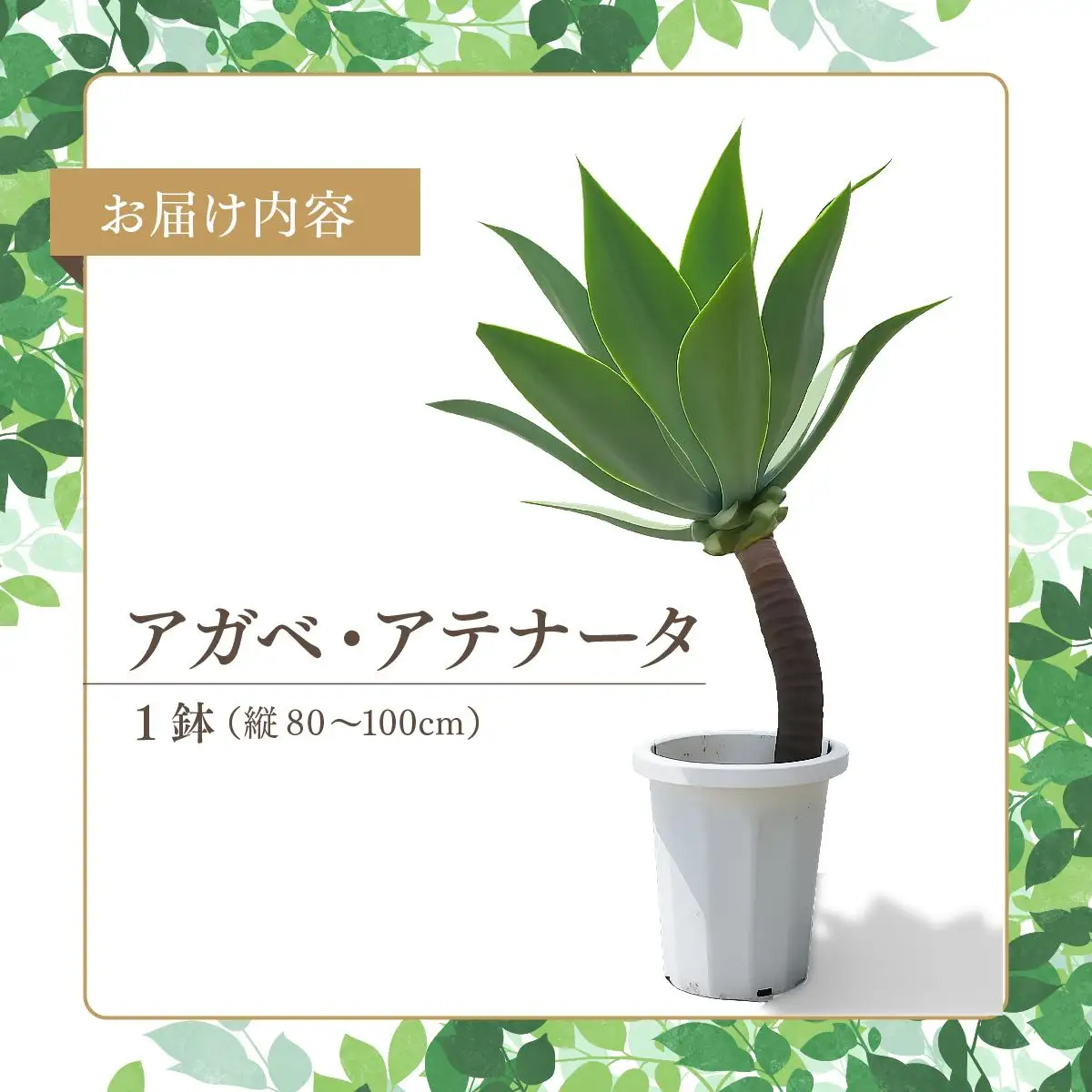 アガベ・アテナータ | 沖縄県南城市 | ふるさと納税サイト「ふるなび」