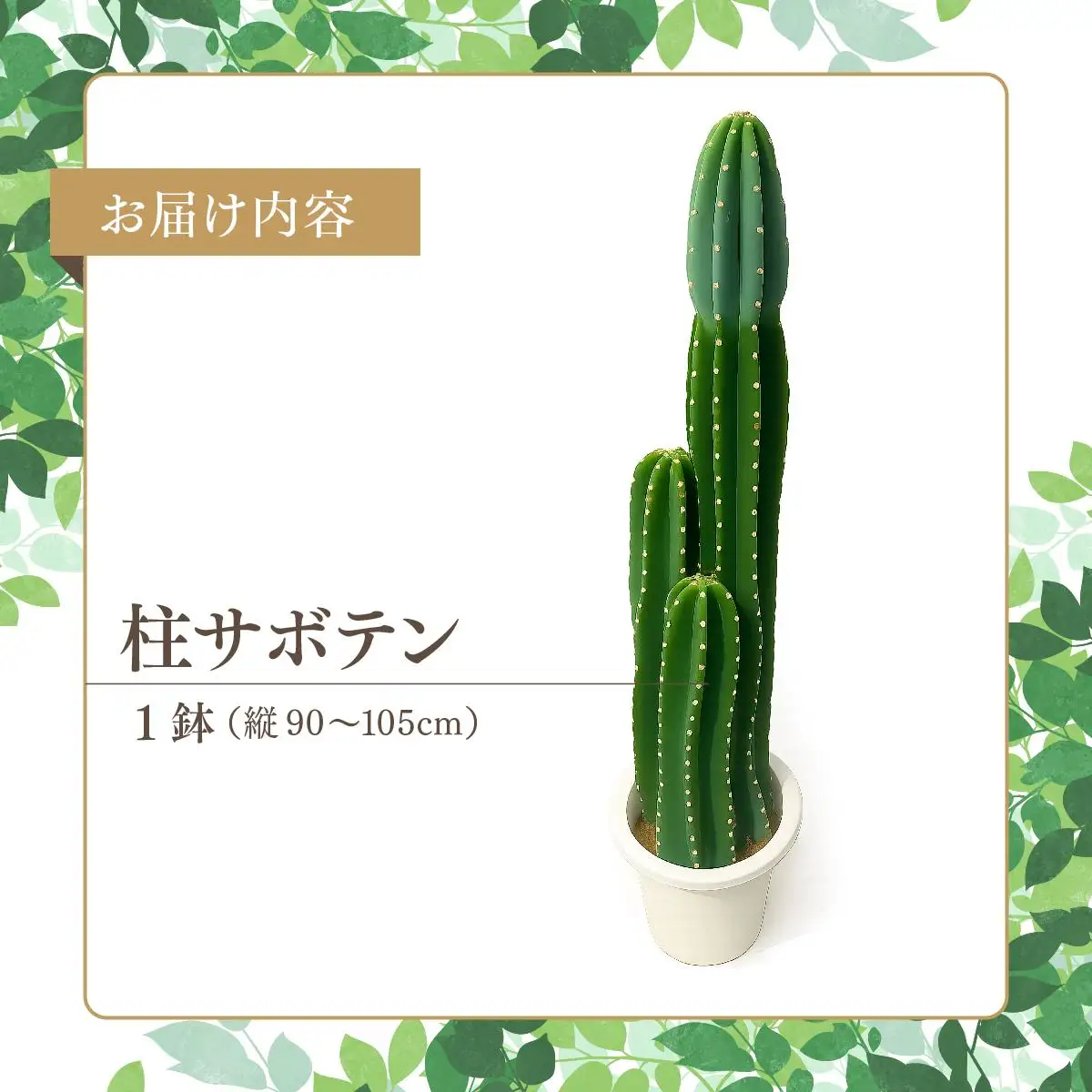 柱サボテン   
