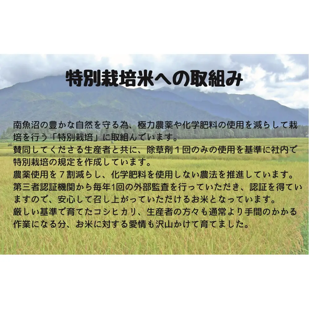 【令和7年産米】南魚沼産コシヒカリ特別栽培米 白米 2kg×2袋 計4kg【銘柄米 ブランド米 精米 こしひかり コシヒカリ 魚沼産 新潟米 産地直送 お米 米 こめ コメ ご飯 御飯 ごはん】