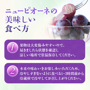 ぶどう 2026年 先行受付 ニューピオーネ 秀品 約2kg(3～5房) 岡山