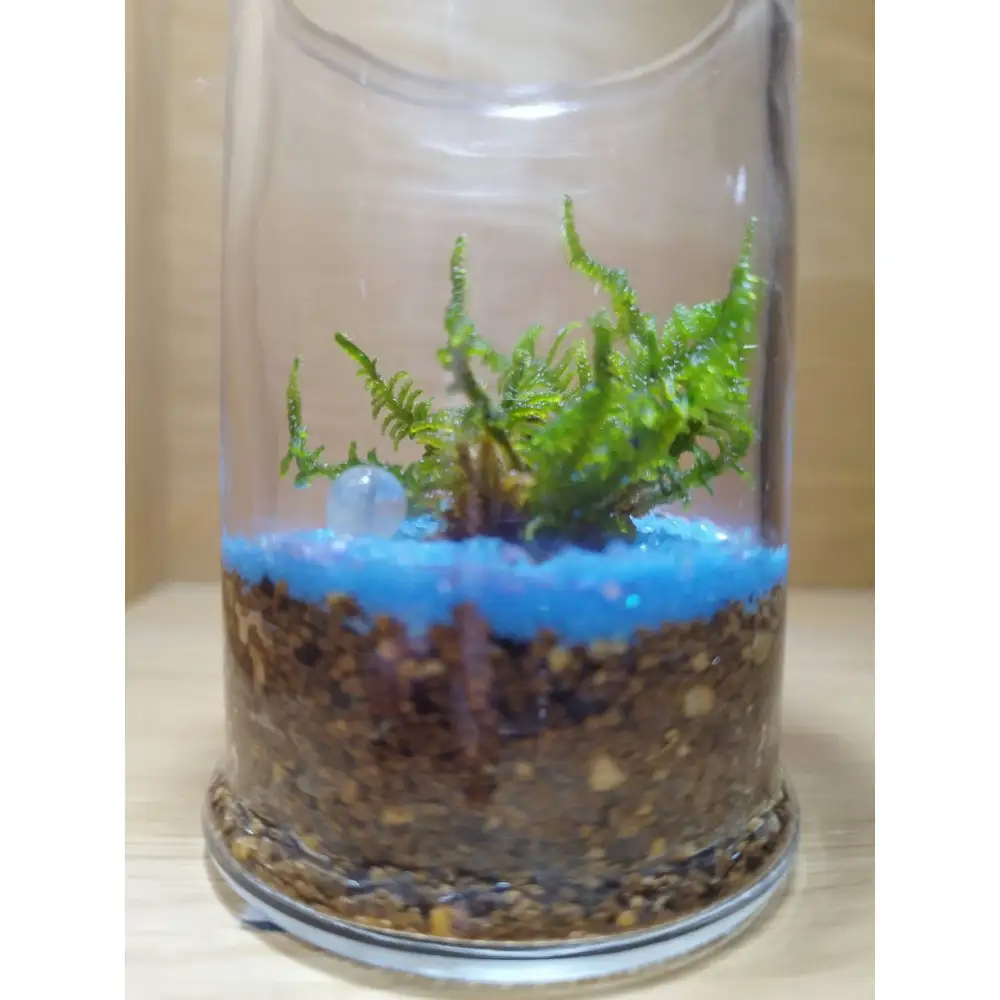 KOBE　COLORS　～STONE & MOSS～