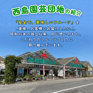 【2回定期便】アップルマンゴー 500g 【マンゴー フルーツ】