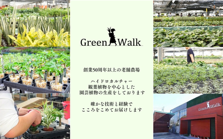 ストリング フィズ ゼオライト植え 2鉢セット インテリア 緑 グリーン 植物 簡単 初心者 かわいい 自然 おしゃれ 観葉植物 送料無料 Green Walk グリーンウォーク 愛知県 豊橋市