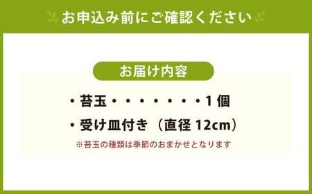 やすらぎの苔玉×1個 季節のお任せ苔玉 受け皿付き 苔 コケ 植物 