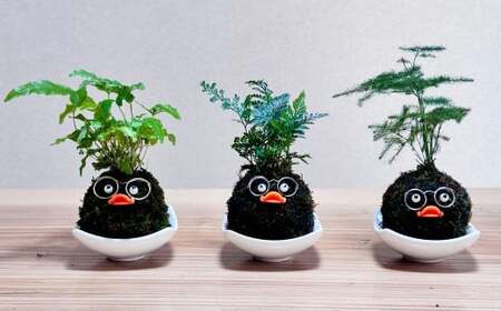 ほっこり 苔玉こけだまこっこちゃん×1個 受け皿付き 苔 コケ 植物 