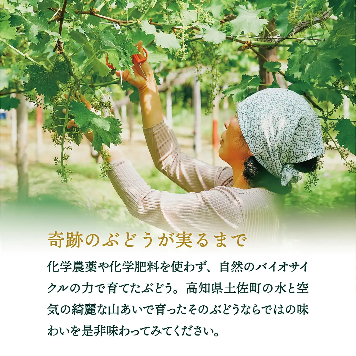 土佐ぶどう酒　白[mf-001]