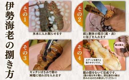 活伊勢海老 4匹 約2kg 【8月10日以降順次発送予定】 伊勢海老