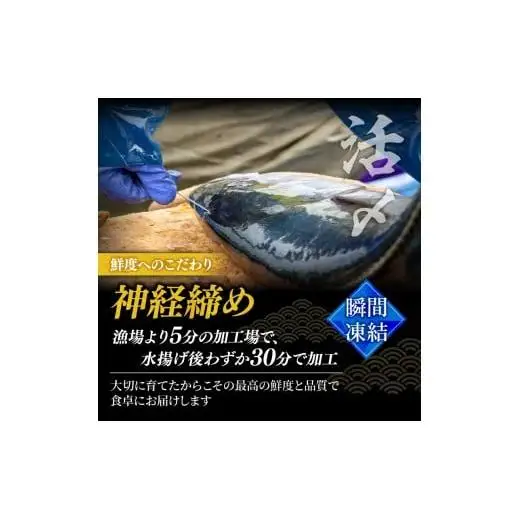 【 シマアジ 】 シマアジ美粕祇万4人前