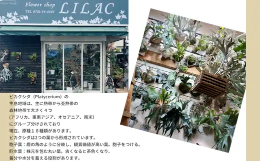 ビカクシダ(コウモリラン)バンナ#A P. Banna#A
