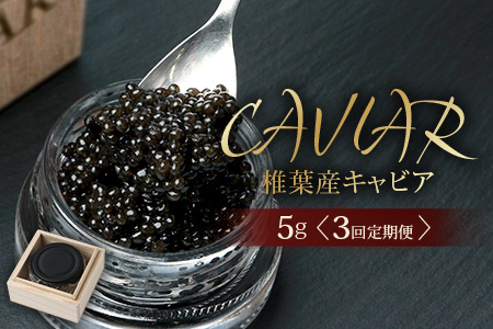〈３回定期便〉【桐箱入り】キャビア 5g × 3回配送 計15g【世界三大珍味×日本三大秘境】宮崎 椎葉 国産 チョウザメ キャビア 魚卵 定期便 魚介 珍味 贈答 希少 SZ-118_3teiki