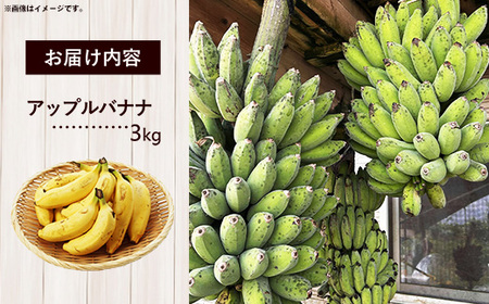 【特別提供中】 国産 希少種！南国フーズのアップルバナナ 約3kg - バナナ ばなな 小ぶり 沖縄県 産地直送 果物 フルーツ 南国 朝食 おすすめ 沖縄県 八重瀬町【価格改定】