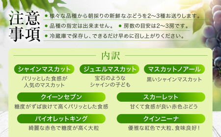 ＜2026年先行予約 9月中旬〜10月下旬発送＞ ぶどう彩り2～3種詰め合わせ 1kg | 品種おまかせ 朝採れ フルーツ 果物 食品 おいしい 人気 シャインマスカット マスカット 飛騨高山 ぶどうマルシェTSUZUKU SK001