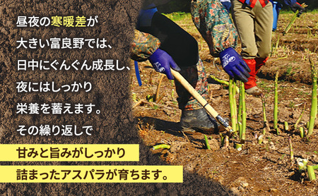 【2026年春発送】富良野産 アスパラ 約1kg  贅沢な太め (L～3Lサイズ混合) 中山農園 野菜 