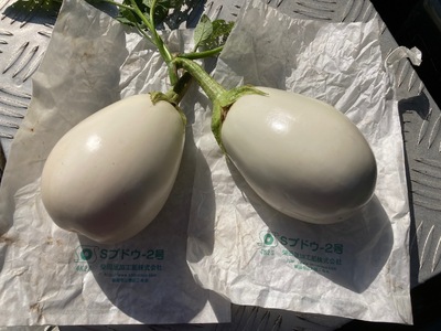 【先行予約】 季節限定 白なす 6個 ナス 茄子 野菜 白なす | 石川県 小松市 のうちゃんファーム